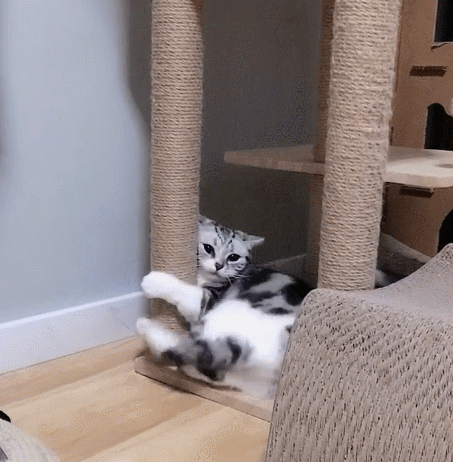 小猫咪抱住小木棍,看这乖巧的小模样,真是喜欢极了吧!