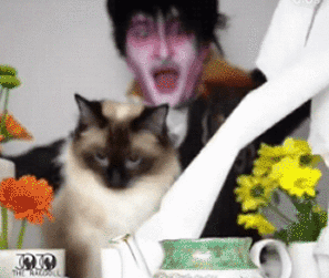 太惨了!两脚兽再不开工,小猫咪都要被玩坏了!