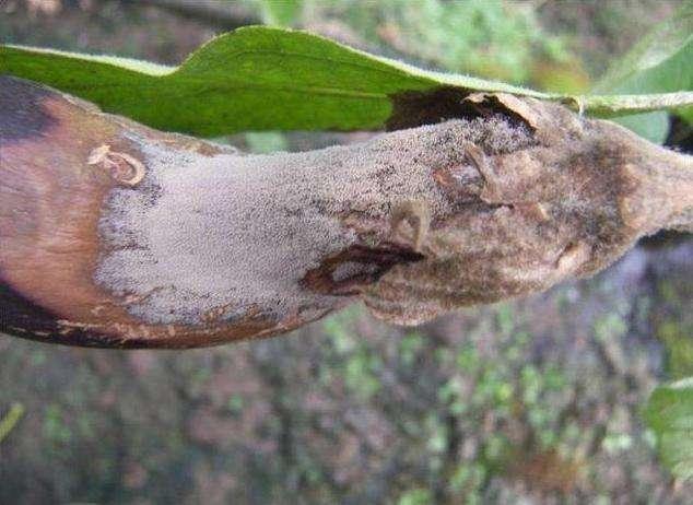 茄子发生灰霉病,烂果严重?找明原因早预防,科学防治很