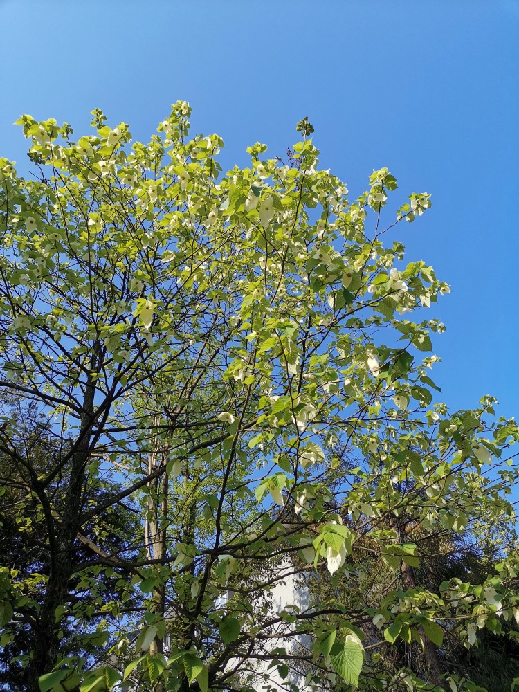 珙桐又叫鸽子树,象征着和平.因为珙桐开的花非常像白鸽.