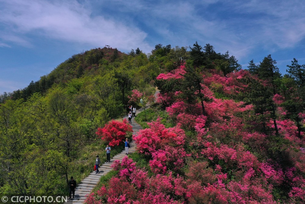 天马寨,湖北,杜鹃花海,陈凌志,杜鹃花,无人机