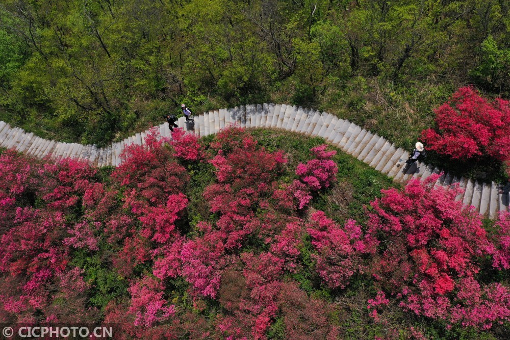 天马寨,湖北,杜鹃花海,陈凌志,杜鹃花,无人机