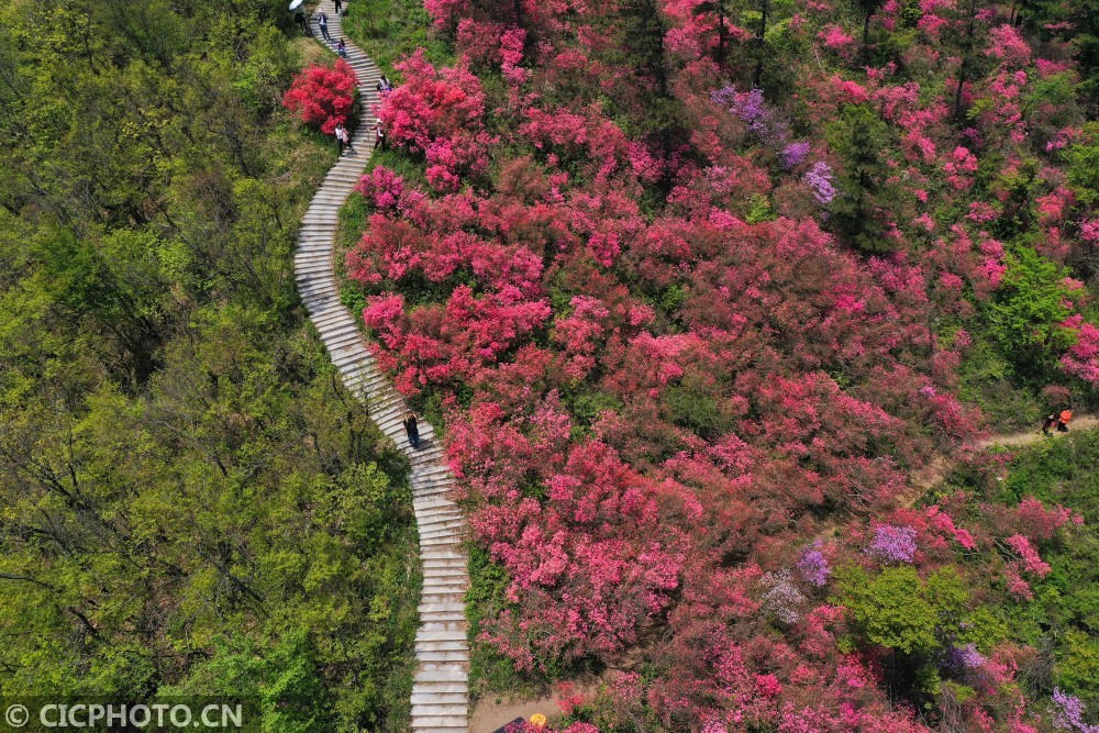 天马寨,湖北,杜鹃花海,陈凌志,杜鹃花,无人机