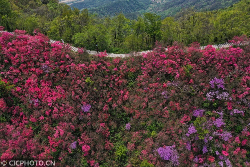 天马寨,湖北,杜鹃花海,陈凌志,杜鹃花,无人机