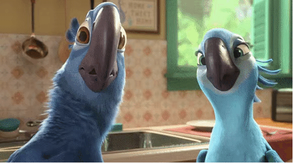 鹦鹉体味大,学会这一招,立即变香鸟!