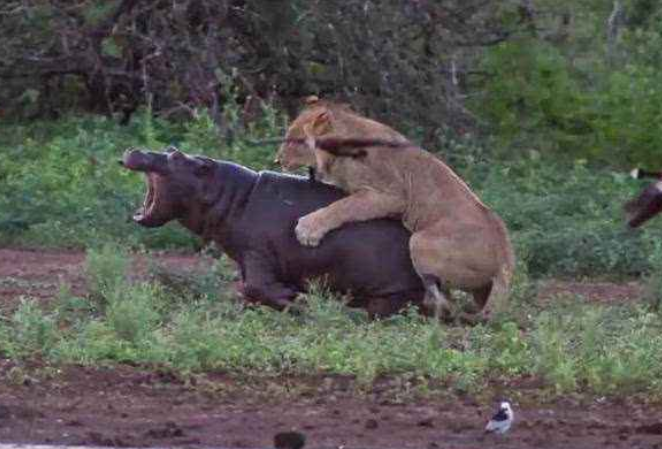一只吃坏肚子的河马,被狮子咬住尾巴,接下来发生的事你能想到?