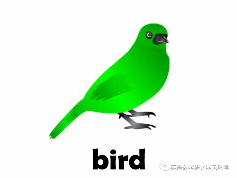 animal flashcards 27个动物英语学习卡片