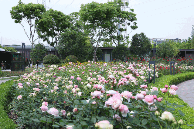 魔都月季赏花点已罗列 快拿个小本本记下来吧