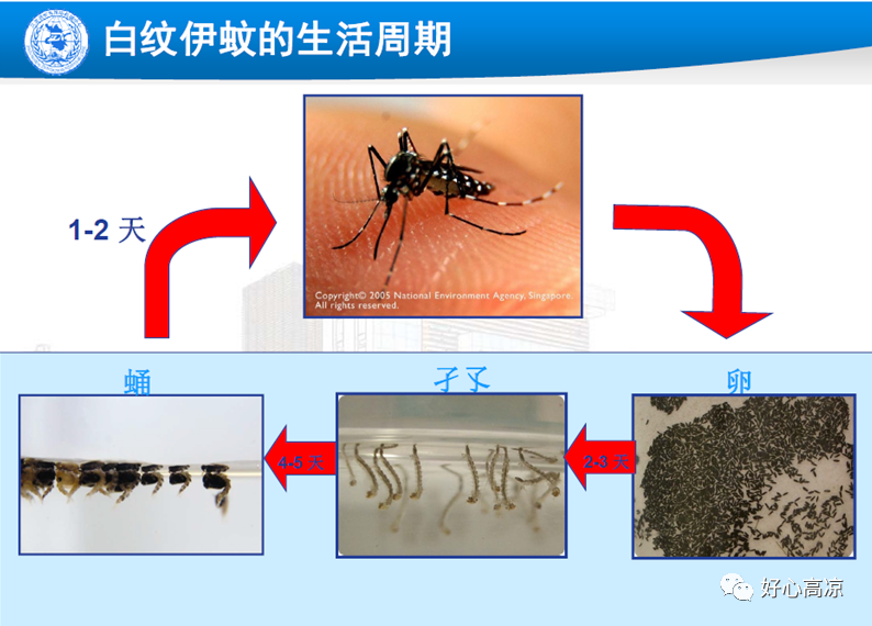 登革热媒介伊蚊控制关键是正确处理媒介伊蚊幼虫孳生,坚持以环境治理