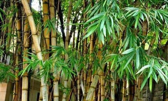 竹子根,免疫,竹子