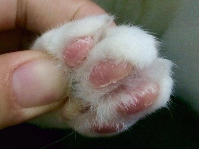 猫咪爪子的肉垫出现脱皮不要担心 知道原因和治疗方法