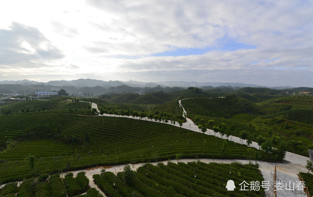 贵州凤冈知青茶山风光美