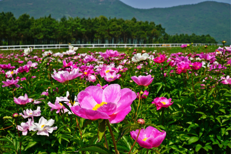 安徽巢湖:三瓜公社十万株芍花盛开