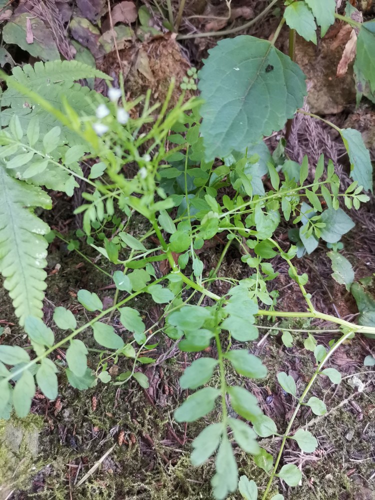 荠菜,疔疮