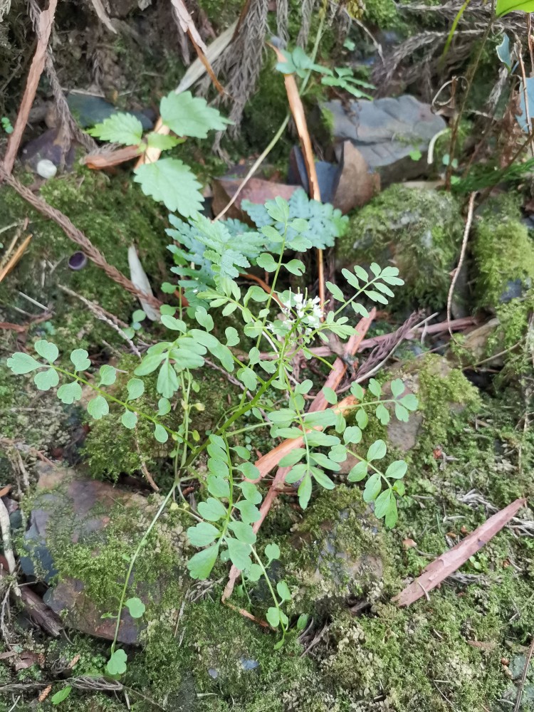 荠菜,疔疮