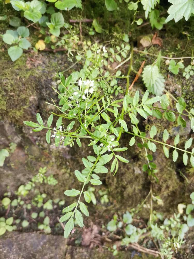 荠菜,疔疮