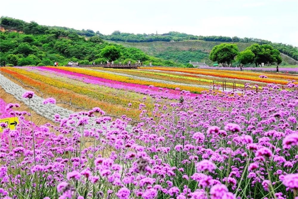 在此基础上,园区还打造出"七彩花田",万株牡丹园等观花新景观,已成为