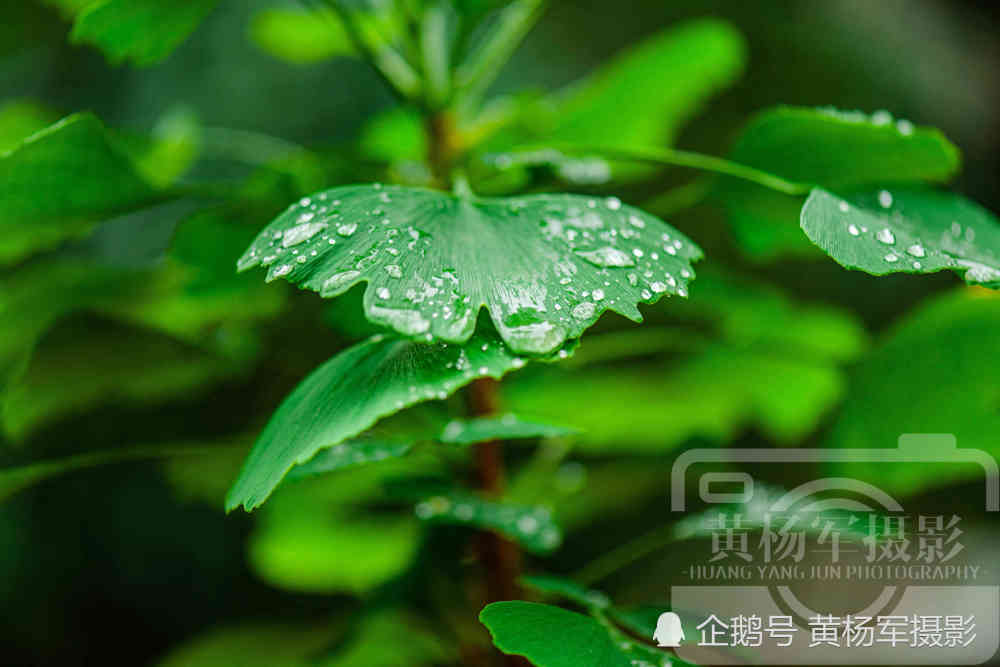 春雨中的银杏树,翠绿的叶子晶莹透亮的雨珠,银杏别样的美