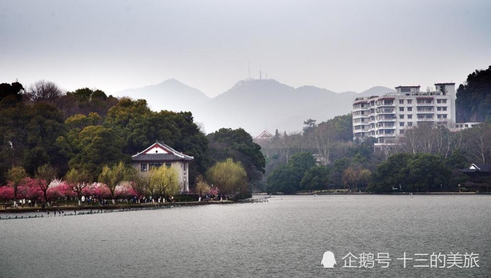 杭州,西湖,公园,美景,郁金香