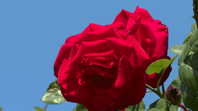 七朵玫瑰园是个不错的选择 这段时间 那里的近500种玫瑰花正竞相绽放