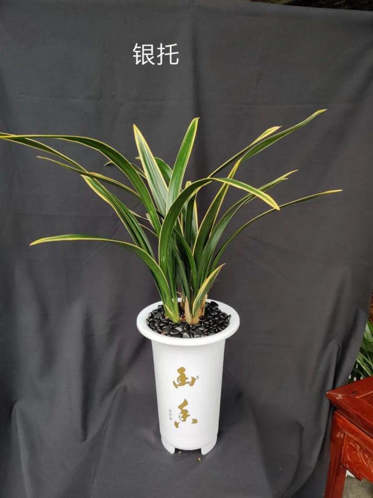 兰花气质非常好,家养很有品位,这次的兰花有这么多品种,还都是大苗,花