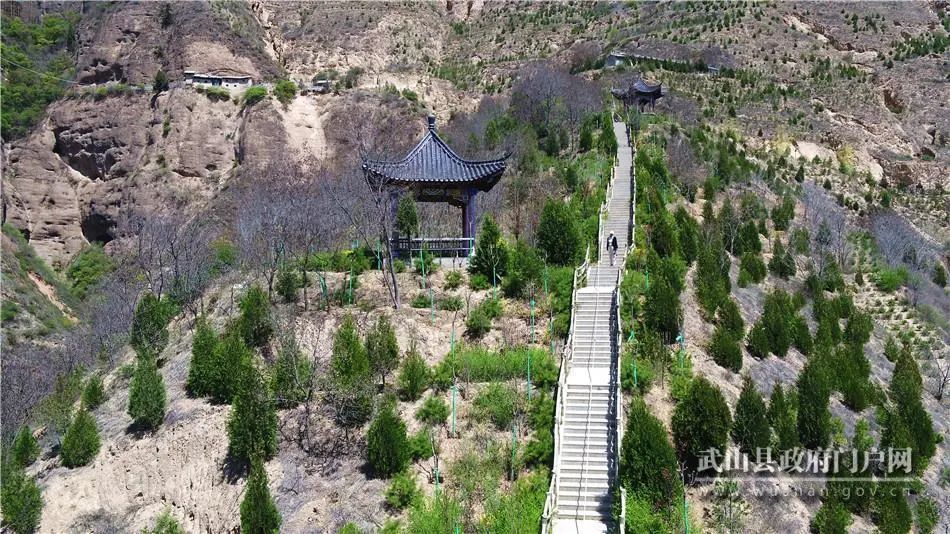 武山县10303棵景观树绿化木梯寺景区