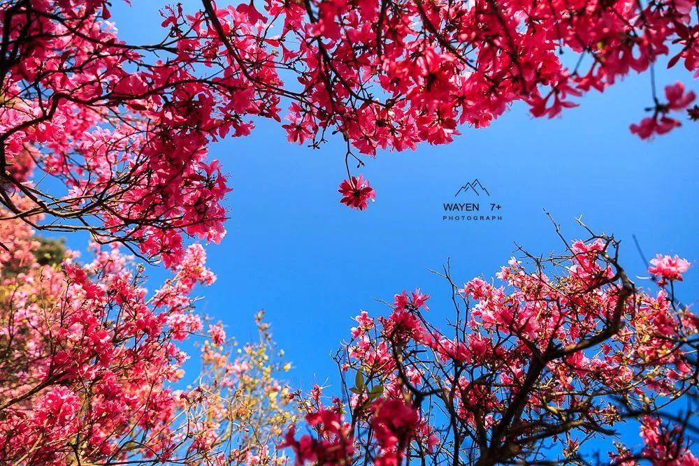 杜鹃花,美如画,金峨山,杜鹃花海,金峨村,奉化