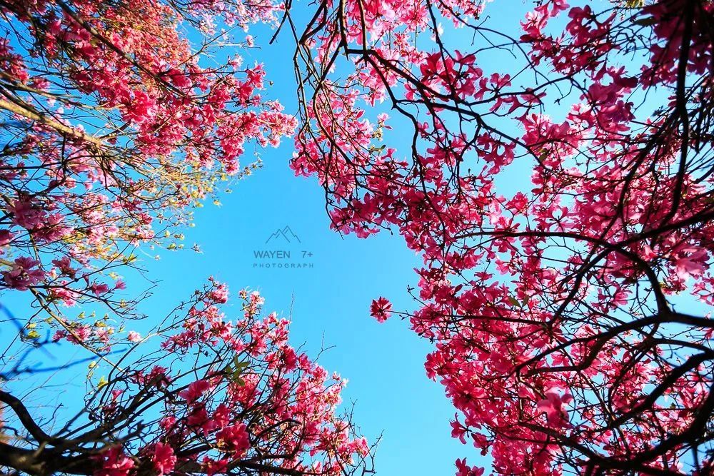 杜鹃花,美如画,金峨山,杜鹃花海,金峨村,奉化