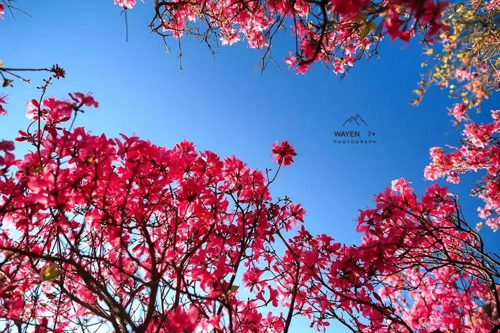 杜鹃花,美如画,金峨山,杜鹃花海,金峨村,奉化