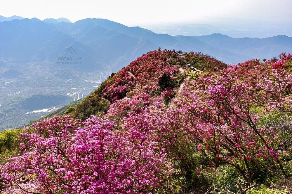 杜鹃花,美如画,金峨山,杜鹃花海,金峨村,奉化