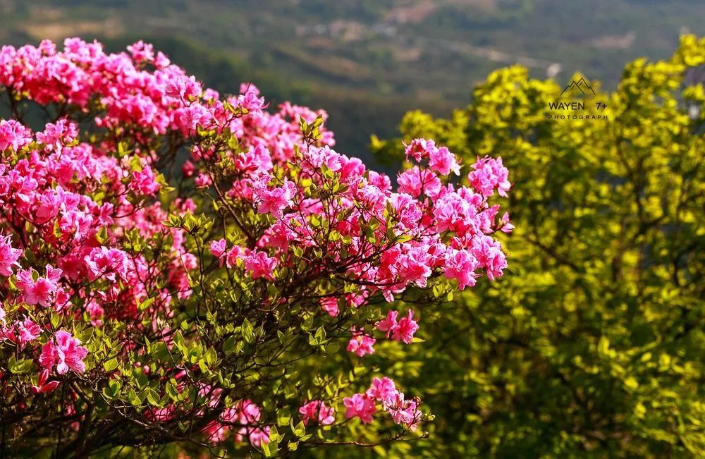 杜鹃花,美如画,金峨山,杜鹃花海,金峨村,奉化