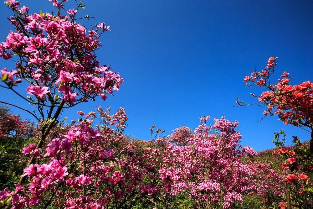 杜鹃花,美如画,金峨山,杜鹃花海,金峨村,奉化