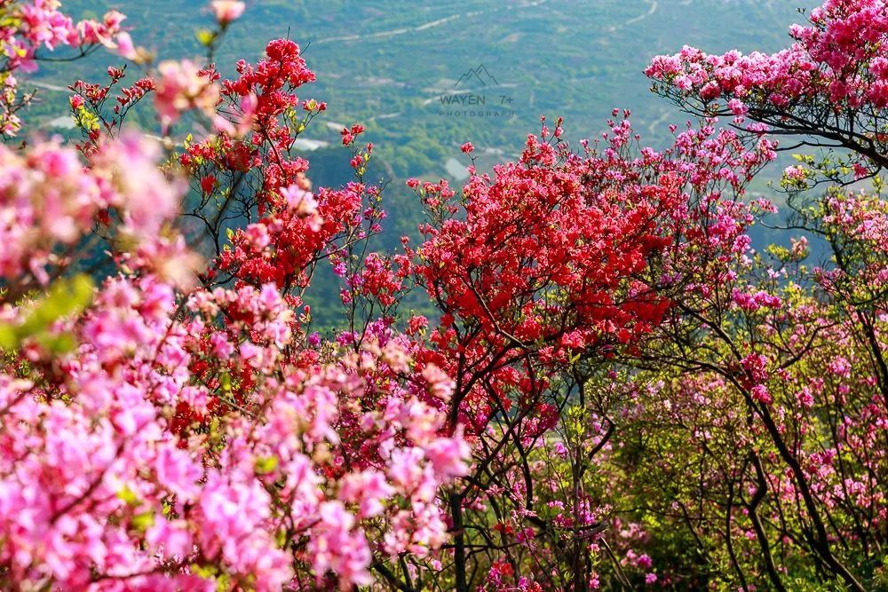 杜鹃花,美如画,金峨山,杜鹃花海,金峨村,奉化