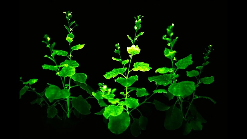 俄科学家找到办法让植物持续自主发光,甚至还想用到动物身上