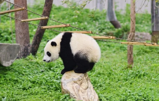 为何熊猫咬人后会绝食,难道是内疚?饲养员道出了实情