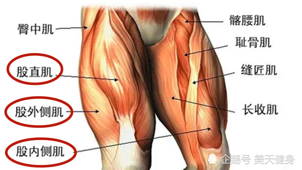 股四头肌有4个头,分别称为 股直肌,股内侧肌,股中间肌,股外侧肌.