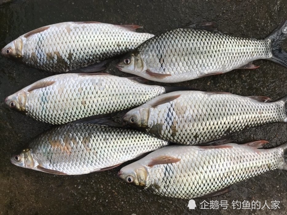 野钓土鲮鱼,花生麸饼窝料诱鱼,钓获一条罕见5斤的土鲮鱼