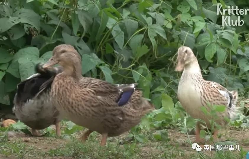 鸭子,白鸡,家禽