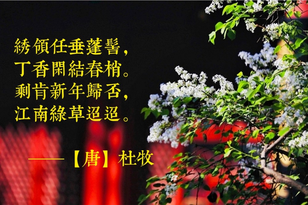 京城密码:北京的丁香,能再现唐杜牧的丁香花诗与那无限思念恋人之场景
