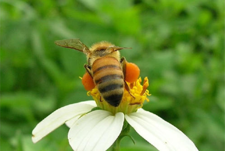 不同植物之间存在生殖隔离,蜜蜂如何授粉?专家:蜜蜂也