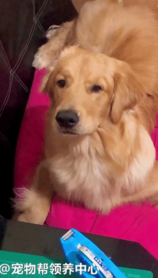 大金毛捣蛋完就装死!演技精湛,听到这声一秒破功!