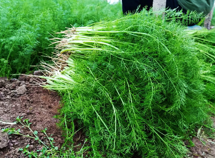 夏天,茴香苗,健脾开胃,那个