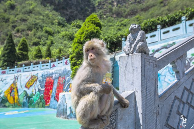 河南旅游,济源旅游,五龙口猴山,中国猴山