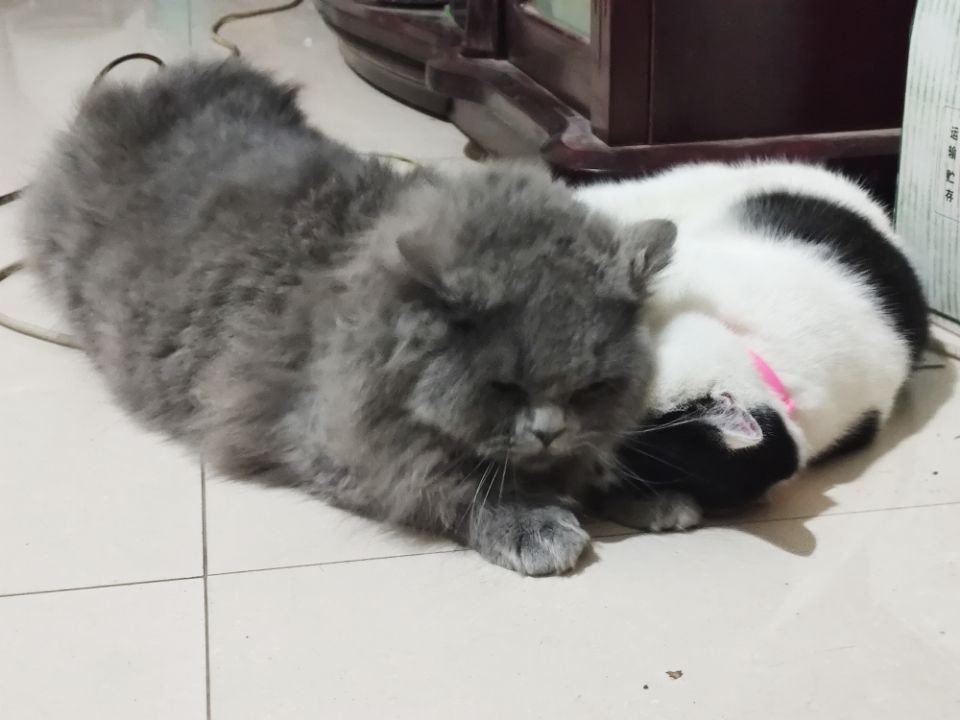 可爱搞笑萌宠,养宠知识趣闻,猫主子喵星人,铲屎官养猫,奶牛猫哈士奇