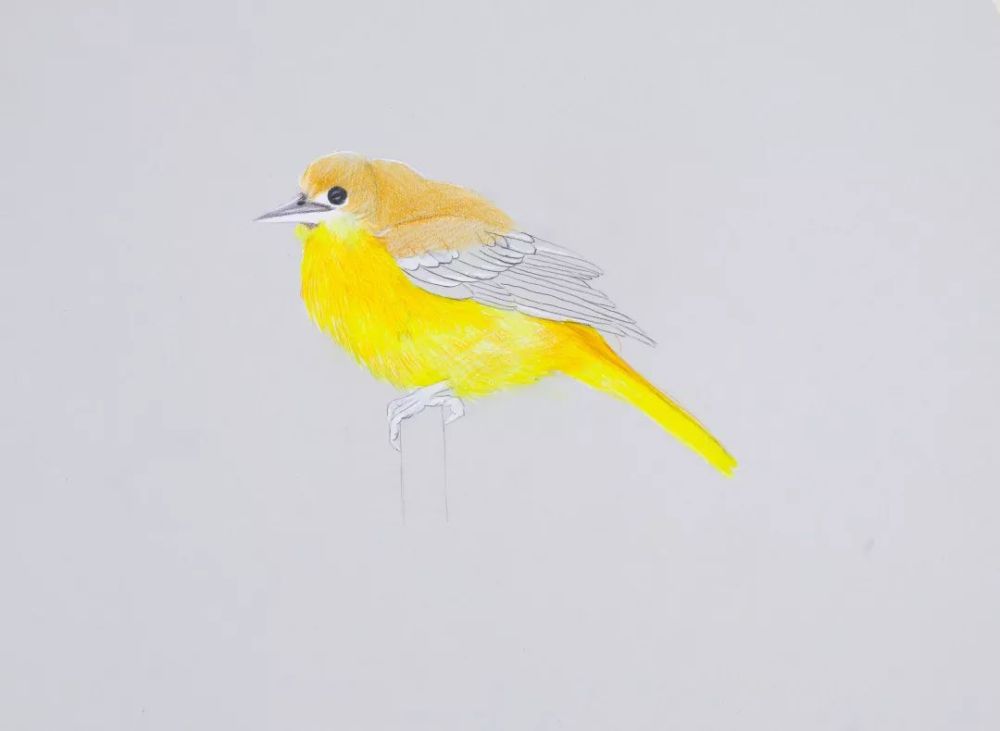 彩铅写实教程 可爱的黄莺鸟