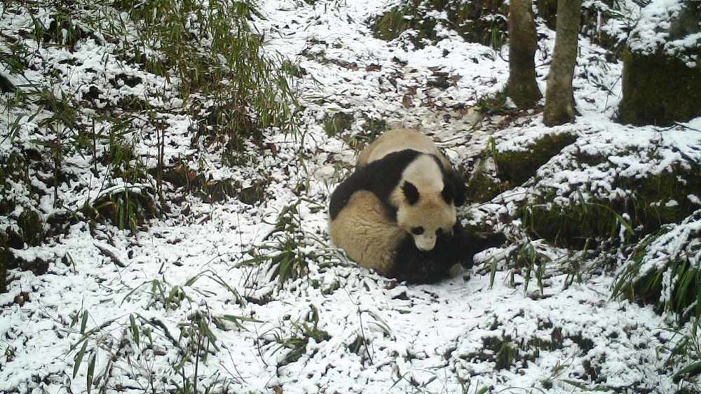 大熊猫国家公园:发现野生大熊猫母子暂居所