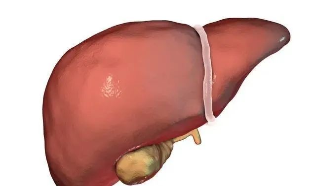 当肝脏的损伤,导致体内的氮和氨的含量升高,就会发出一些难闻的味道