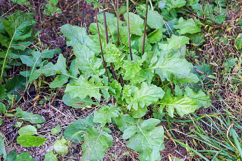 黄鹌菜,野菜,维生素c,本草纲目,黄瓜菜