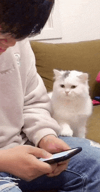 搞笑,萌,萌宠,喵星人