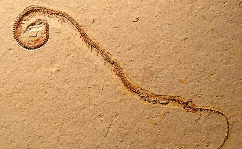 在这块约9900万年前的松脂化石中,它的体长只有现代蜈蚣的十分之一,不